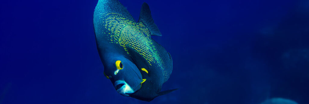 Australia Napoleon wrasse clear blue bkgrd opt