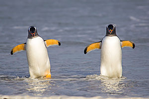 Antarctic Emperor Penguins 4 Adults 1 Baby Fotolia 27466894 Subscription L opt