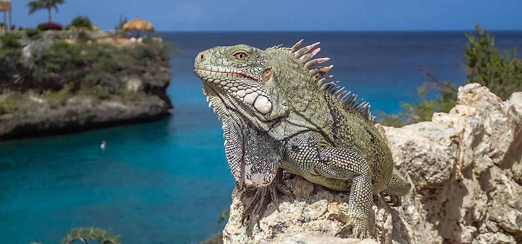 Caribbean iguana cliff resort sea shutterstock 656787670 opt