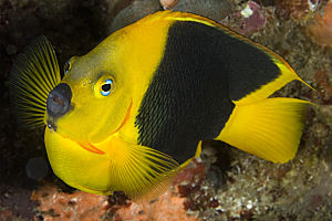 Sponges Diver Turks and Caicos Explorer Ventures