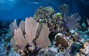 Caribbean Belize sponge colony shutterstock 449583 Copy