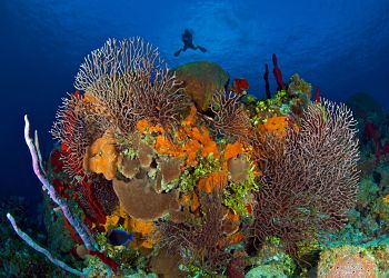 Caribbean Cayman Stunning Multi Corals