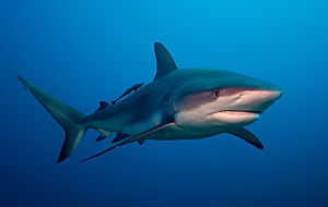 Caribbean Honduras Reef Shark on Blue Perfect dreamstime m 18045868 Copy