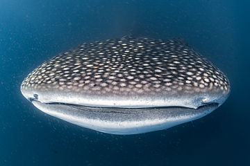 Galapagos whale shark mouth shutterstock 370611701 opt