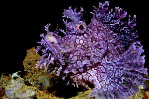 Indonesia Ambon purple weedy scorpionfish shutterstock 1210727578 opt