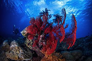 Indonesia Bali striking red coral shutterstock 443832676 opt