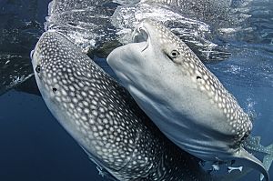 Indonesia Cenderawasih 2 whale sharks at surface shutterstock 733449808 opt