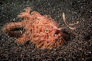 Indonesia Lembeh hairy frogfish fishing shutterstock 1066544000 opt