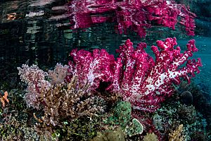 Indonesia Raja Ampat bright corals shutterstock 421252969 opt