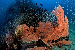 Indonesia Raja Ampat soft corals lots of fish shutterstock 1232650813 opt