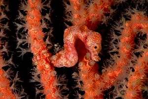 Indonesia pygmy seahorse red on red shutterstock 1112457989 opt