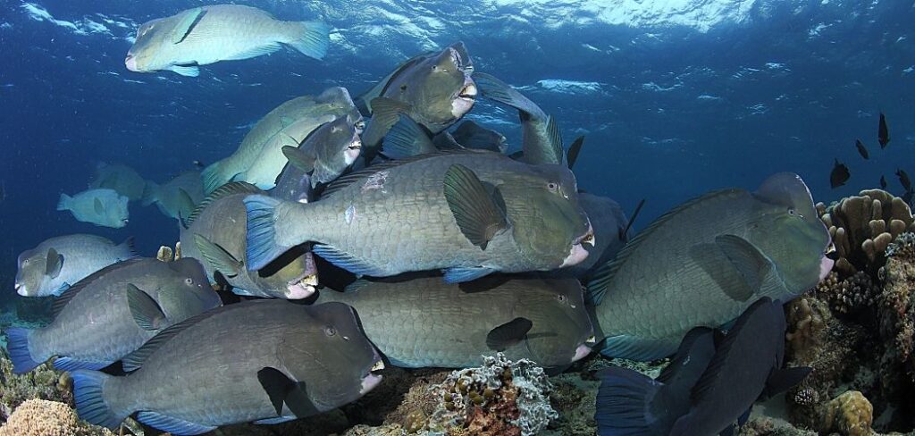 Indonesia bumphead parrotfish around hard coral shutterstock 401092828b opt