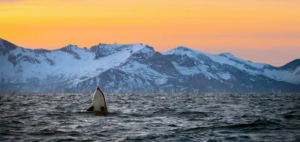 Arctic Norway Orca Jumping Perfect Fotolia 29386401 Subscription L Copy opt