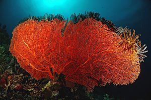 Steve Jones Mult Corals