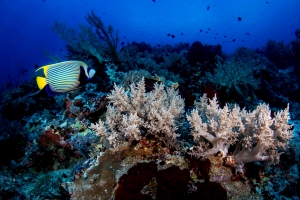Philippines Batfish Golden Coral