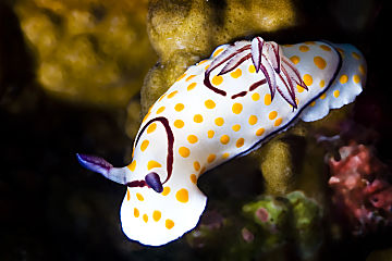 Philippines clown nudibranch 360