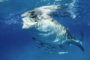 Philippines Cebu Whale Shark 190 Feeding Jaw View Fotolia 71099999 Subscription L 2