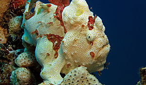 RS painted frogfish shutterstock 73959919 opt