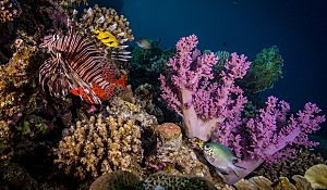 RS stunning corals shutterstock 421474594b opt