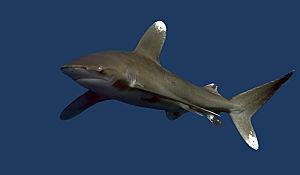 RS Oceanic Whitetip CLEAR dreamstime m 31735934 opt