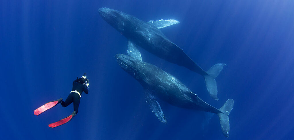 Socorro Humpback Pair Photographer shutterstock 120429946 3 opt