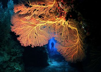 Solomons Sea Fan Passage Diver