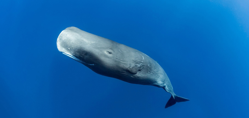 Caribbean Dominica sperm whales dive shutterstock 754808017 opt