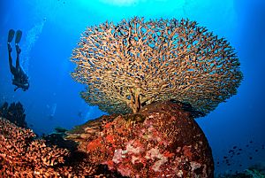 Thailand Andaman Sea Bright Corals