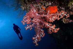 fiji small soft corals