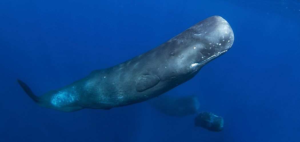 Caribbean Dominica sperm whales dive shutterstock 754808017 opt