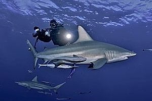 190 So Africa Sharks Multiple Diver Hanging