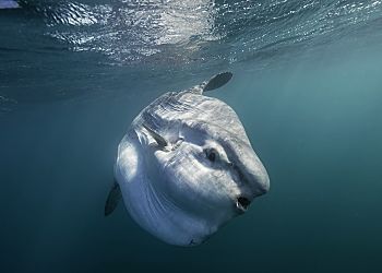So Africa Great White Free Diver Sunrays 