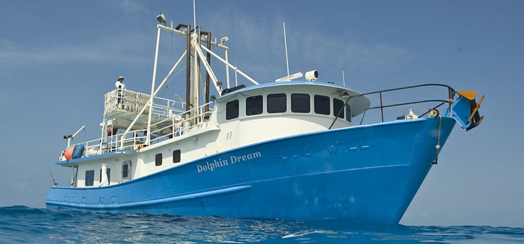 Dolphin Dream Ext1 opt786