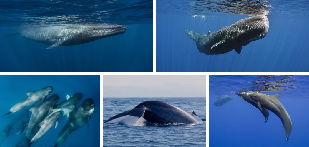 SRI LANKA whales Composite