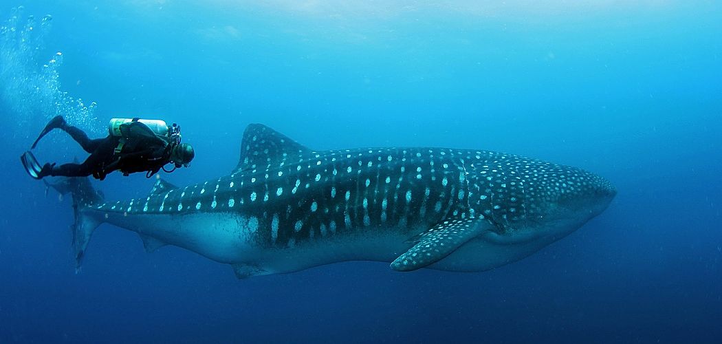 Galapagos whale shark w diver close shutterstock 269395772