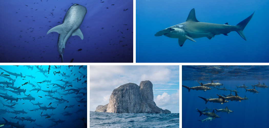 MALPELO SPECIAL EXPEDITIONS
