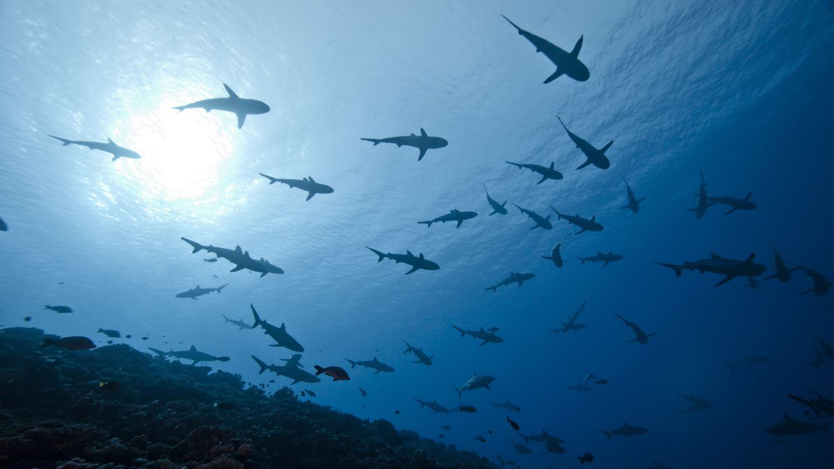 Sharks Channel Maldives