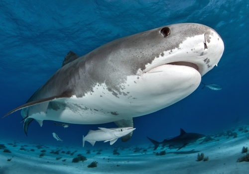 Bahamas Tiger Shark Close Ethereal shutterstock 235170895 opt