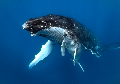 Humpback whale breach Indian ocean shutterstock 344974046 Copy opt