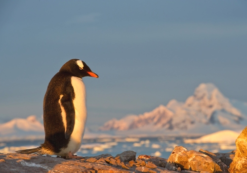 Antarctica Emperor Penguin Baby dreamstime xxl 16891939 opt