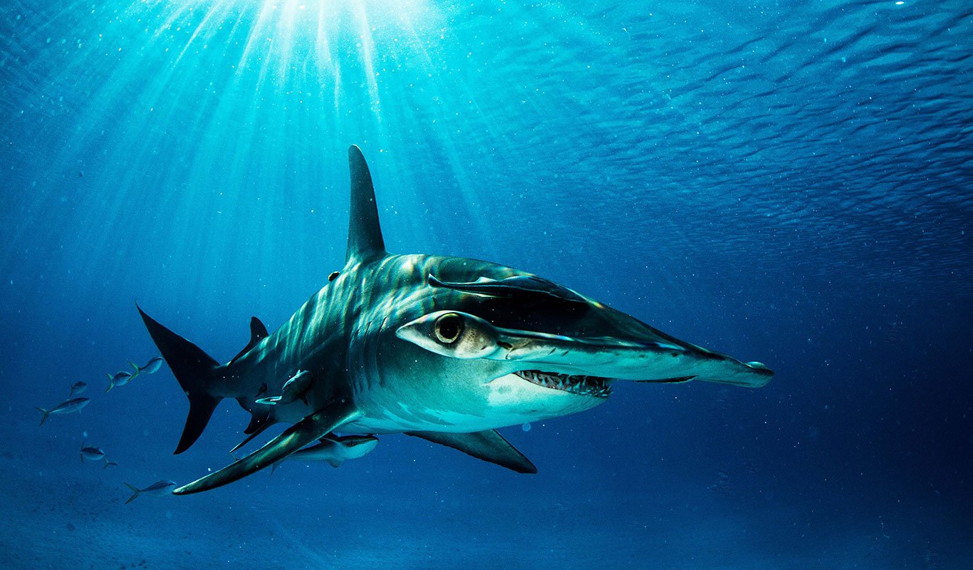 24db16bf-bd0d-48d4-b5d5-66fcfed59292_1115_8b7645e6faf309f7e51769055bba3266_pkg_ngl