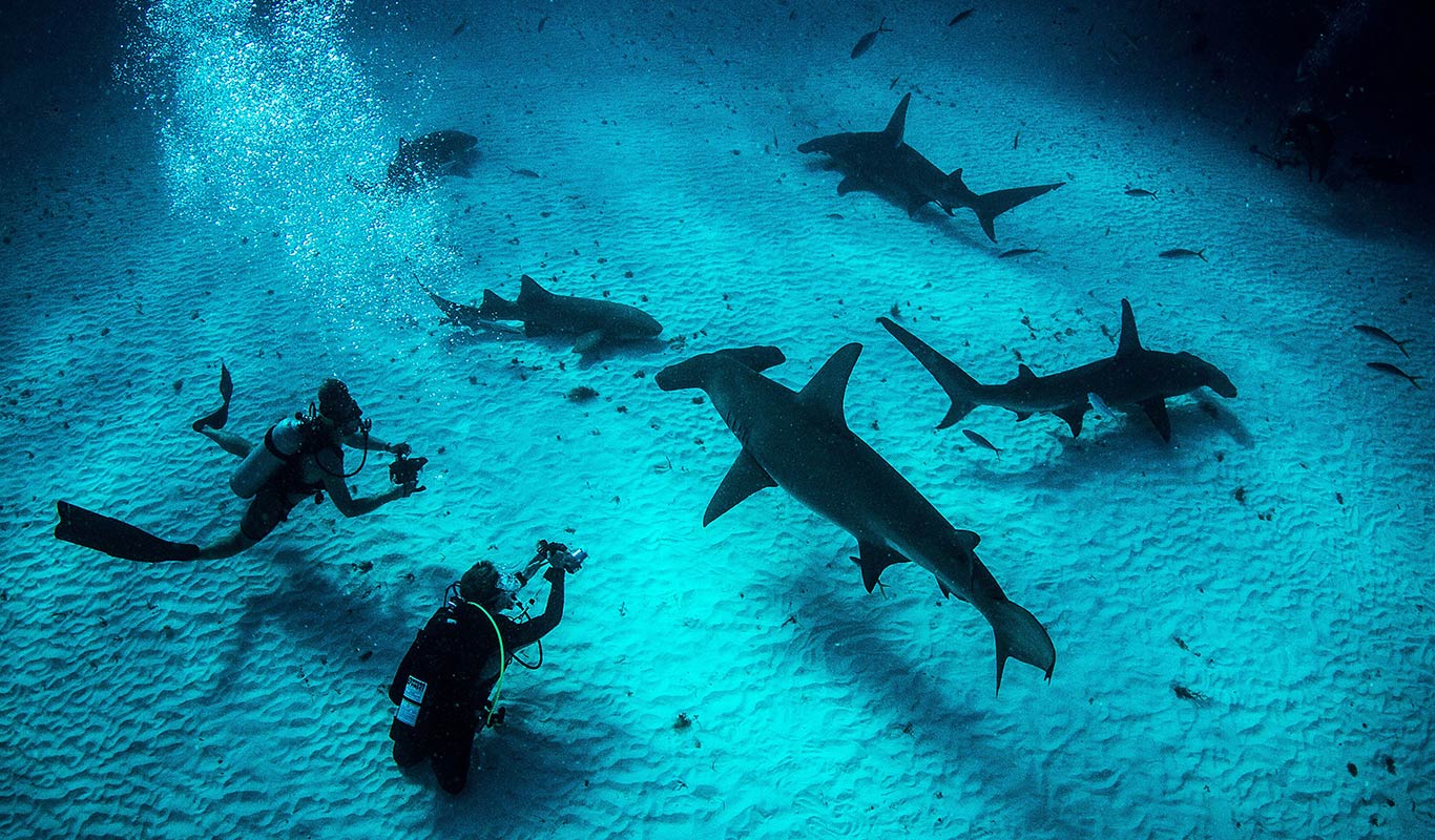 4d568818-fc2d-4596-8922-17a0473ca41f_1115_037af82f3a70ff2f19d994c4b4752794_pkg_ngl