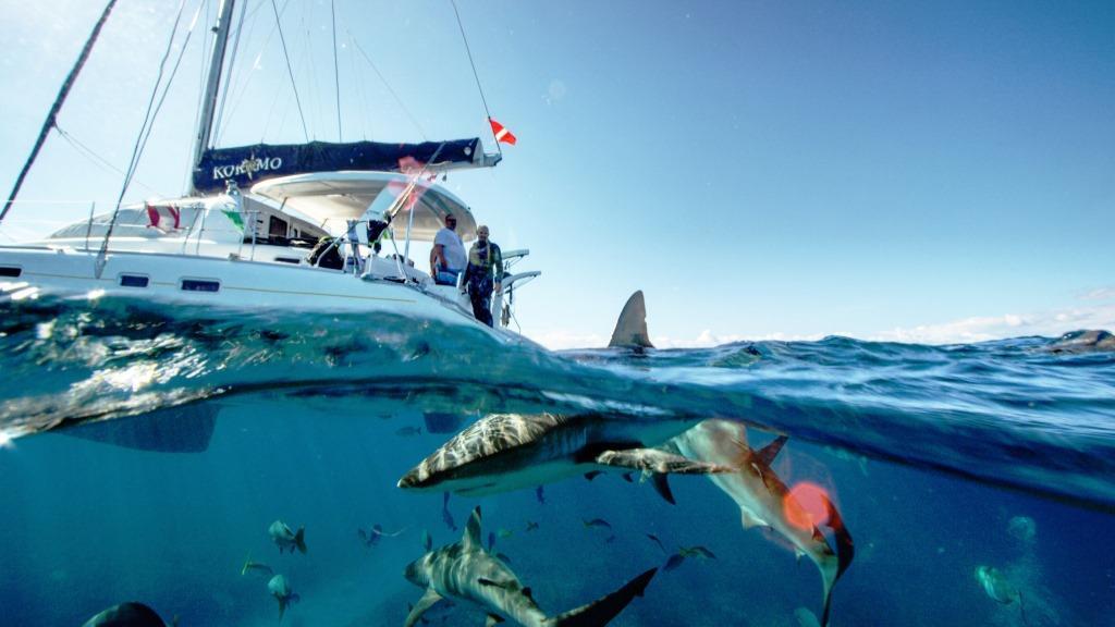 GreatWhite_SharkExplorers_Bahamas-3