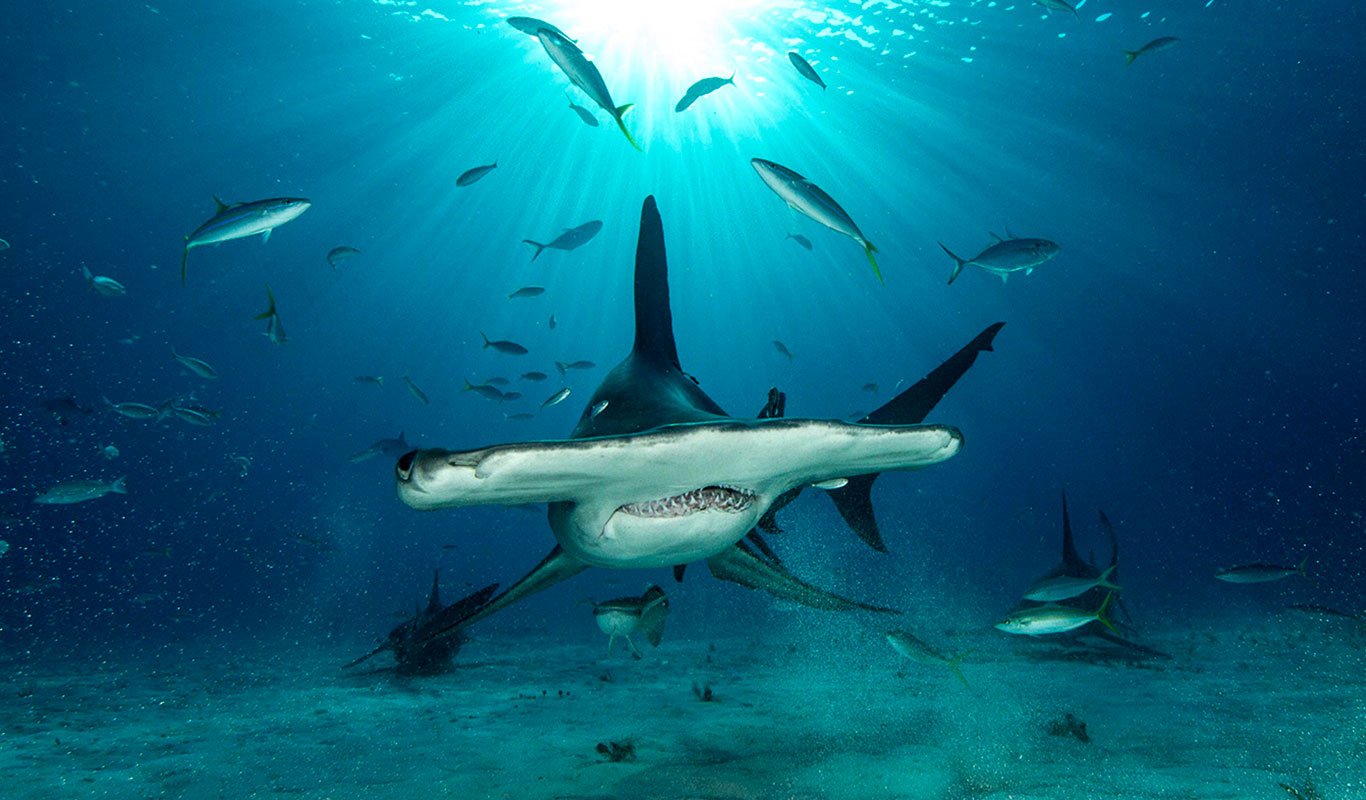 c1d76948-36a2-472e-9303-e9b45b28ef43_1115_623417abff0443512278b3fe1255c5b8_pkg_ngl